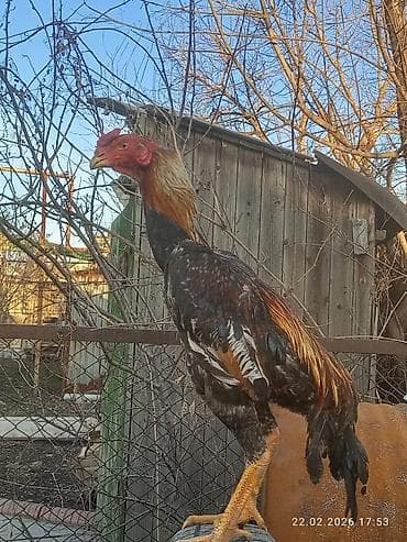 курицы: Продаю | Петух | Для разведения — 8