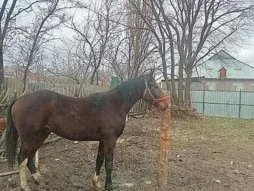 коробка для подарок: Кунан сатылат минги басы210000 — 2