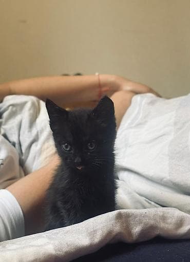 kitten: Очаровательный черный котёнок - Возраст: примерно 1–2 месяца - Окрас — 3