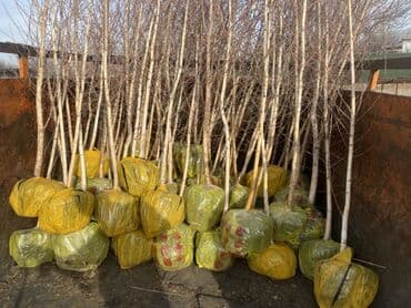 полевной насос: Саженцы деревьев: Берёзы — 1