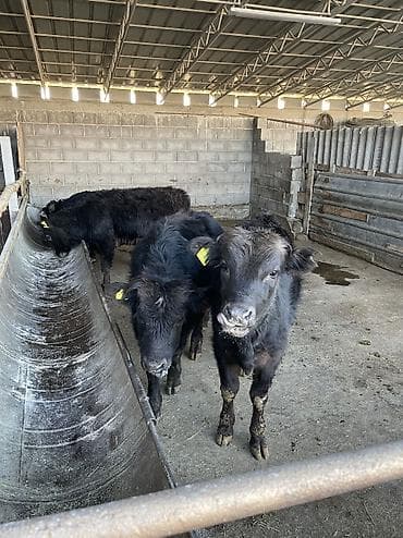 кой кисар: Продаю | Бык (самец), Музоо, торпок | Абердин-ангус | Искусственник — 3