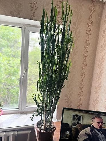 трехгранный кактус молочай: Юкка-молочай (Euphorbia trigona/касторное древо) в горшке. - Высокое — 1