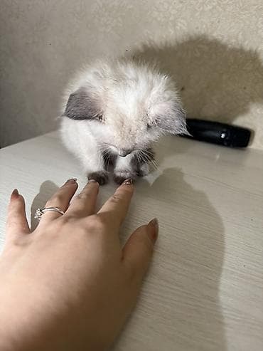 голубя: Котёнок окраса колор-пойнт (светлая шерсть с темными ушками, лапками и — 2