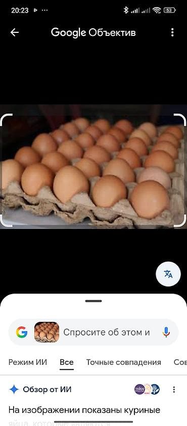 черные коты: Продаю | Петух | Бойцовая | Для разведения — 5