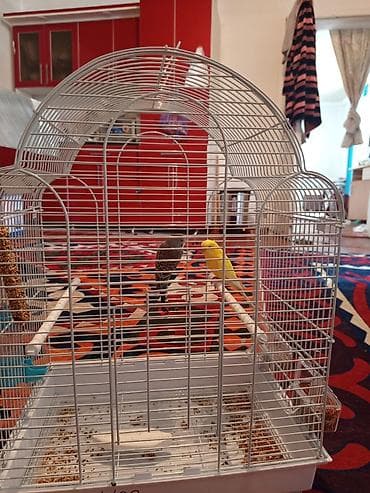 бенгальские кошки бишкек: Продаю попугайи 2 штуки мальчик и девочка — 2