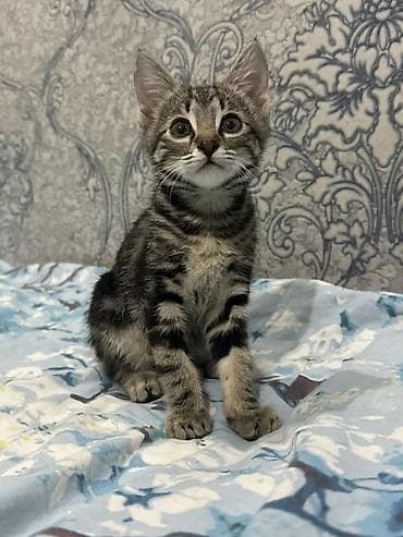 кошка мальчик: Полосатый котёнок, тигровый окрас с контрастными чёрными и — 2