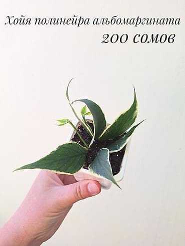 сколько стоит мандарин: 🌿 Комнатные растения/цветы (укоренённые черенки/молодые — 3