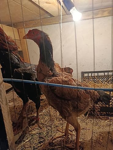 курица тушка: Продаю | Петух | Бойцовая | Для разведения — 2