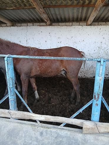 жеребая: Продаю | Жеребец | На забой — 4