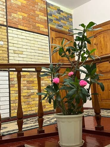 капсульные дома бишкек: 100 м² — 6