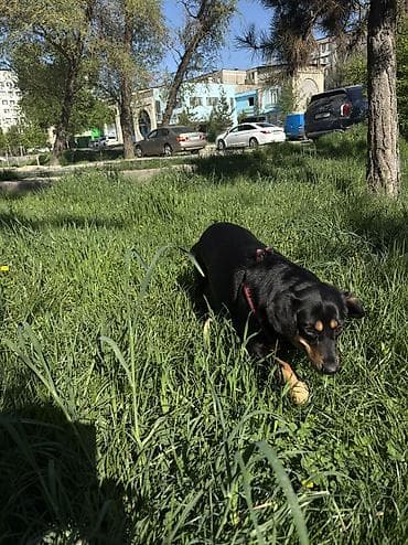 сколько стоит собака лайка: •	Собака Лада 6 лет (порода возможно метис с охотничьей) — 3