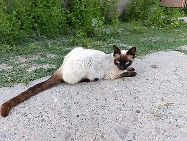 ары ящик: Большая их мать Котята с сиамским (колор-пойнт) окрасом и — 3