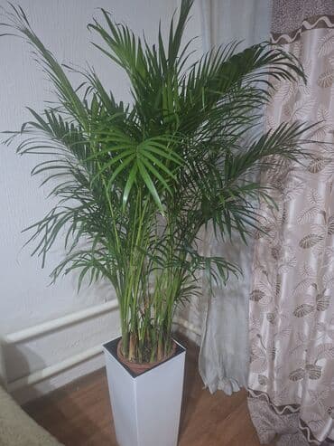 🌴 подарили нет времени ухаживать