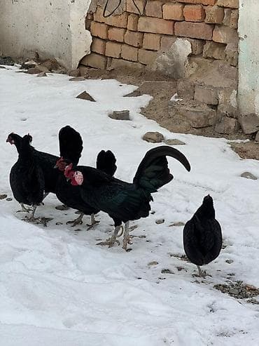 Ветеринар кызматы: Сатам | Тооктор, Короздор — 3