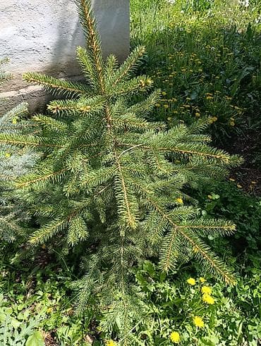 уличные растении: Ель голубая (Picea pungens, «колючая ель») — саженцы для озеленения — 1
