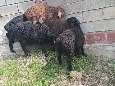 бычки швиц: Продаю | Ягненок | На забой | Племенные — 2