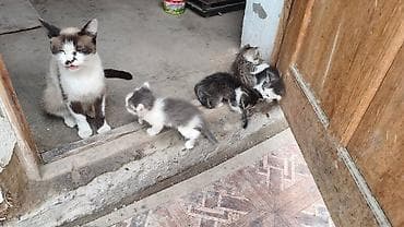 Котята домашние, помёт от кошки окраса колор-пойнт (с белыми лапками и
