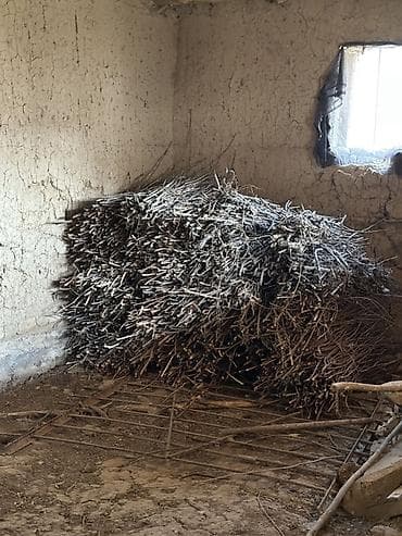 кукурузные стебли: Дрова — 1