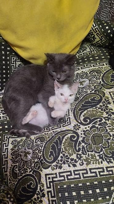 голубая шотландская кошка: Котята домашние, разноцветные окрасы: - рыжий с белымш - черно-белый - — 2