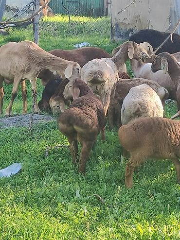 Сатам | Козу | Арашан | Көбөйтүү үчүн | Ургаачы — 3