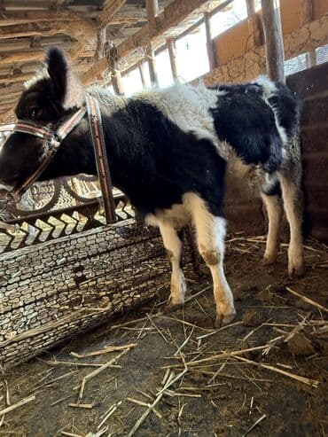 сколько стоит корова дойная: Продаю | Музоо, торпок | Полукровка | На откорм | Привязанные — 5