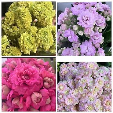 В продаже детки представленных растений детки каланхоэ по 150 с,детки