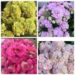 тюльпан гулу жонундо маалымат кыргызча: В продаже детки представленных растений детки каланхоэ по 150 с,детки — 3