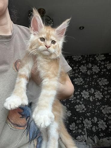 Мощный эксклюзивный котята Майн куны полидактилия,Ярко выраженные