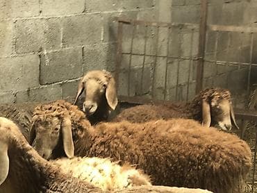 гиссар: Продаю | Овца (самка) | Гиссарская, Арашан | Для разведения | Осеменитель, Ярка — 7
