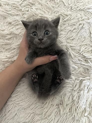 ориентальная короткошерстная кошка: Пушистый котёнок серого (дымчатого) цвета Небольшой короткошёрстный — 4