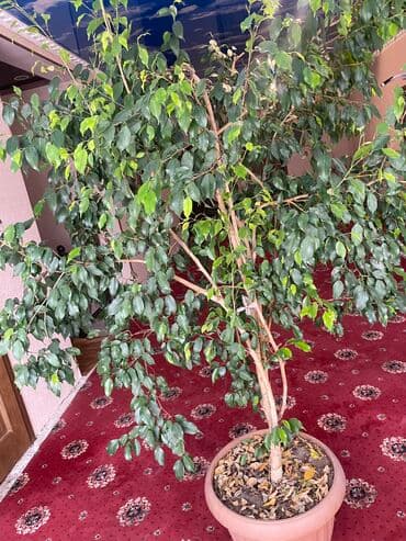 фикус али: Срочная распродажа. Самый большой Фикус Бенджамина на продаже — 1