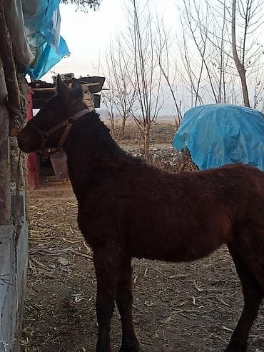 Продаю | Жеребенок | Рабочий