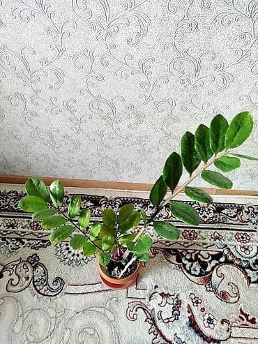 долларовое: Срочно!!!!! Замиокулькас (долларовое дерево) в горшке. - Куст из — 6