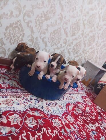 Услуги ветеринара: Продаются щенки питбуля 1 месяц чистокровные уже кушают — 1