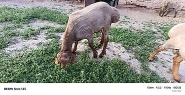 баран самка: Продаю | Овца (самка) | Для разведения | Ярка — 6