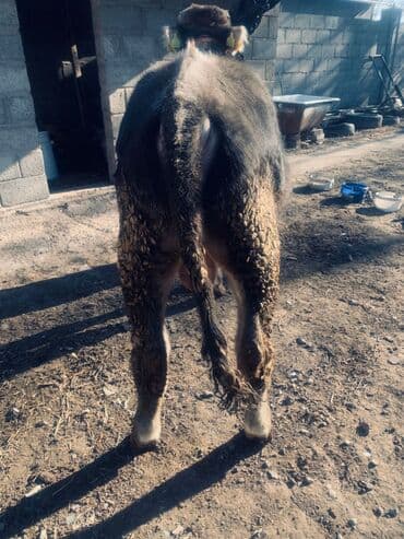 продаю телку: Продаю | Бык (самец) | Монбельярд, Полукровка | На откорм | Привязанные — 4