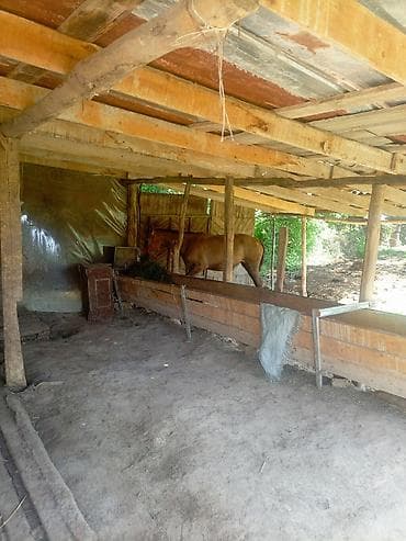 собака сокулук: Сатам | Бээ (ургаачы) | Кара Жорго — 4