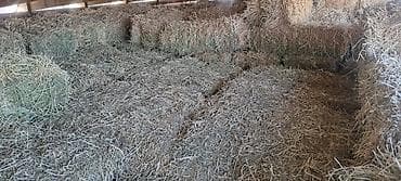 Сено,тюк1 укос . цена 430 сом.г Кант