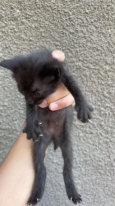 кошки бишкек: Отдам даром котят — 3
