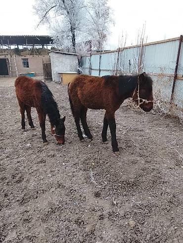 ат: Продаю | Жеребенок | Для разведения — 2