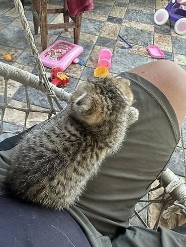 Котёнок, тигровый табби, с милыми «складочками» Продаю котенка — 1