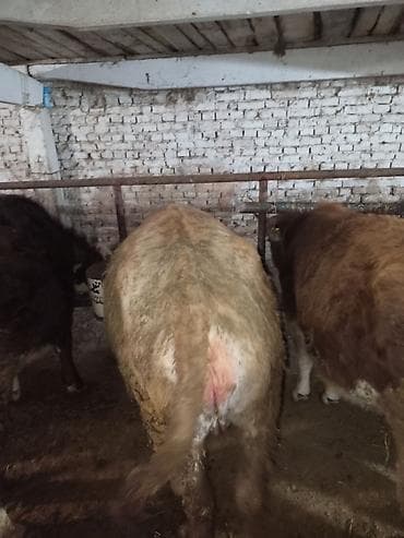 племенные коровы: Продаю | Тёлка | Для разведения | Нетель — 3