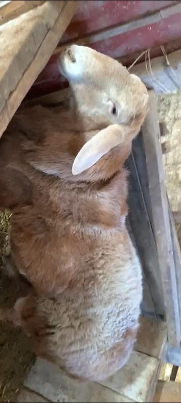 купить собаку в бишкеке: Продаю | Баран (самец) | Арашан | Для разведения | Осеменитель — 8