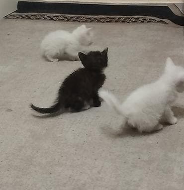 кошки серые: Отдам в добрые руки. Котята возраст месяц и дне недели. Кушают сами — 8