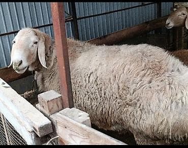 курица несушки: Продаю | Овца (самка) | Для разведения | Матка — 4