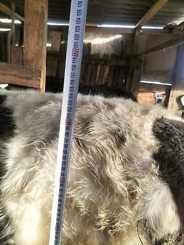 А/ч жаныбарларын сатам: Сатам | Музоо | Аргын | Бордоп семиртүү үчүн | Байланган — 3