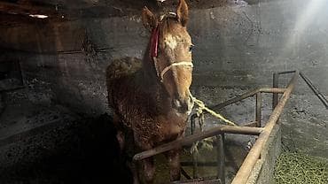 камчы купить: Продаю | Жеребенок | Для разведения — 2