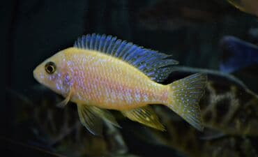 сколько стоит сиамская кошка в сомах: Продаю крупных цихлид (взрослые, от 16 см) : 1. Золотистый Леопард 2 — 8