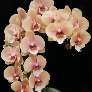 инструмент для огорода: Орхидеи фаленопсис — коллекционные сорта с эффектной окраской цветов — 6