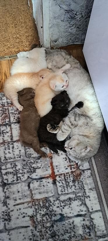 ориентальная кошка черная: Шотландские котята (вислоухие/страйт) разных окрасов. - Возраст на — 7